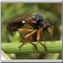 Dioctria cothurnata - Raubfliege 03.jpg